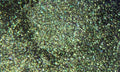 DIAMOND PEARL <br />Lucky Seven