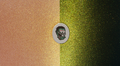 PEARL RATTLE BOMB<br />Finkster Green
