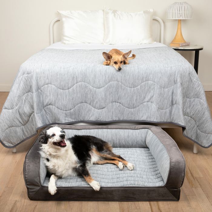 Large Bed (35" L x 27" W) + Large Blanket (60" L x 82" W)