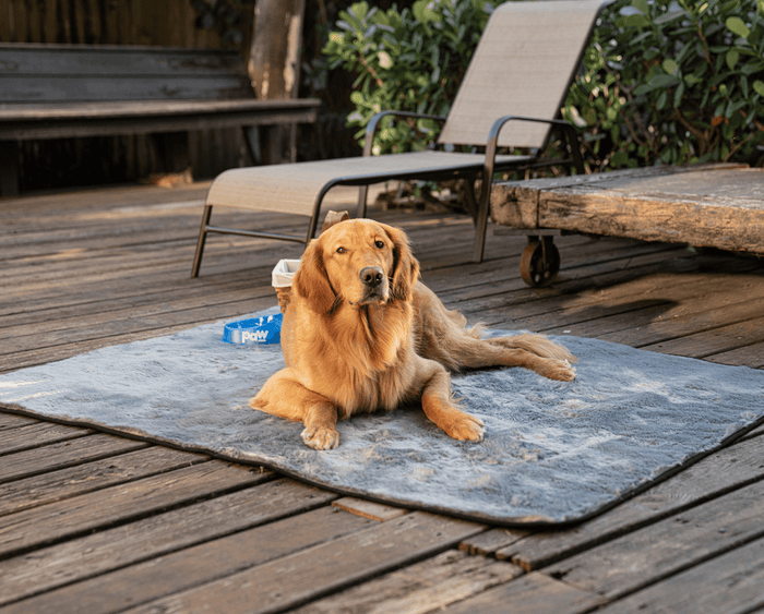 golden retriever laying down on charcoal grey short fur blanket outside