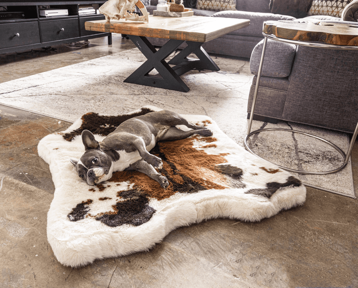 French Bulldog on Brown Faux Cowhide Bed