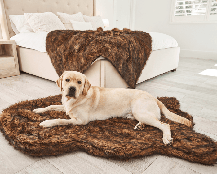 Labrador retriever dog resting on brown faux fur bed with matching brown faux fur blanket
