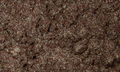 SKITZO PEARL <br />Toasted Roach